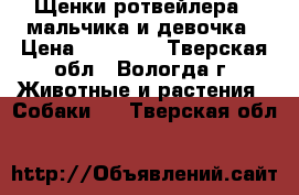 Щенки ротвейлера 2 мальчика и девочка › Цена ­ 20 000 - Тверская обл., Вологда г. Животные и растения » Собаки   . Тверская обл.
